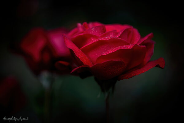 Red roses on a rainy day - flower photography for wall art, prints and canvas