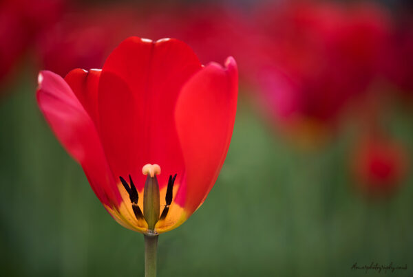 Beautiful red tulip flower in a field of tulips - wall art, print and canvas
