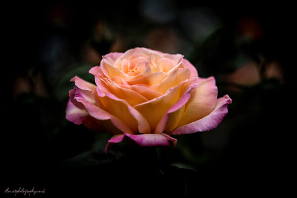 Beautiful orange rose at night - flower photography wall art, prints and canvas