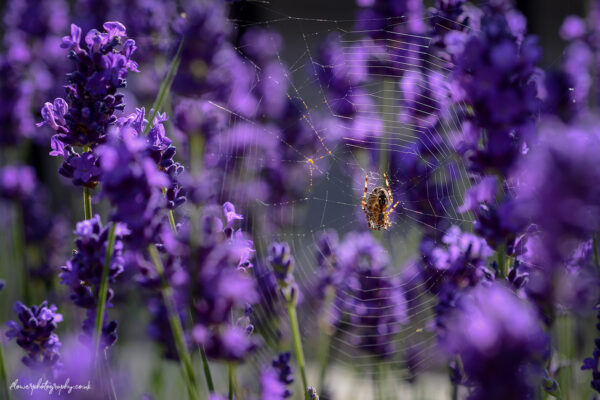 Spider building a web in lavender field - wall art, prints and canvas