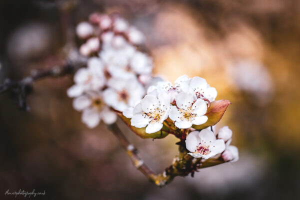 Beautiful spring blossom flowers - wall art, prints and canvas