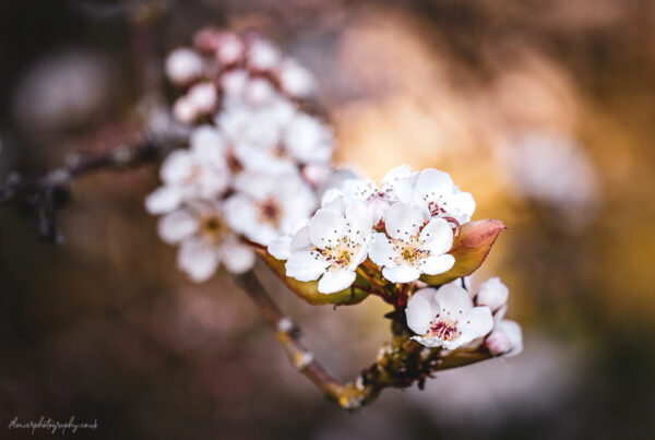 Beautiful spring blossom flowers - wall art, prints and canvas