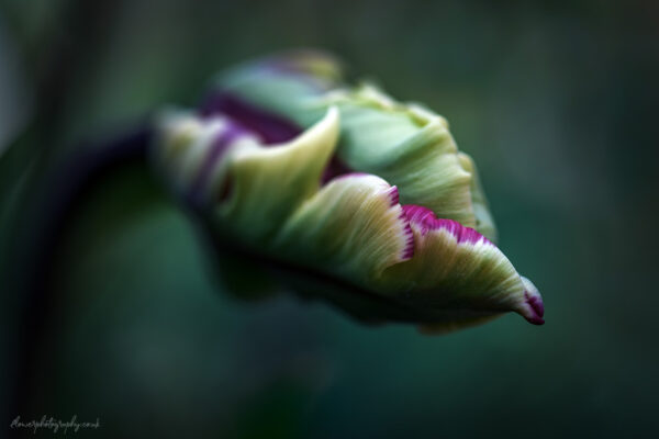Beautiful tulip flower beginning to open - available as wall art, giclee print and canvas