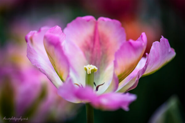 Beautiful soft purple pink tulip flower - wall art, prints and canvas