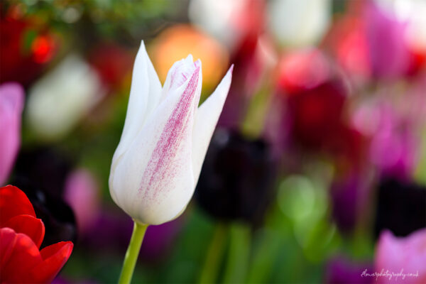 Beautiful white tulip flower - wall art, prints and canvas