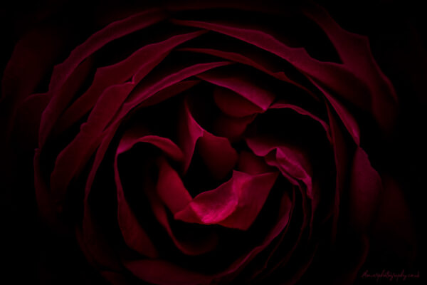 Velvet - beautiful dark red rose close-up picture - wall art, prints and canvas