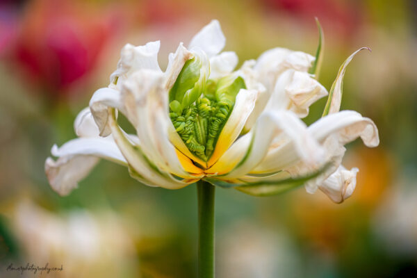 Dancing Queen - beautiful white tulip flower - available as wall art, prints and canvas