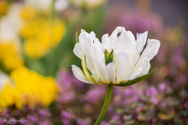 Beautiful white tulip flower - wall art, prints and canvas