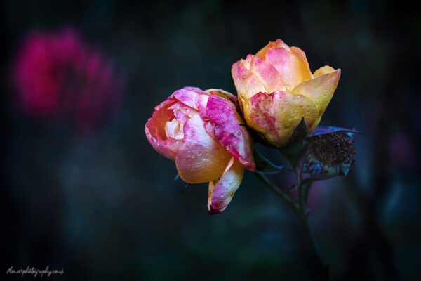 Beautiful wilted garden roses - flower wall art, prints and canvas