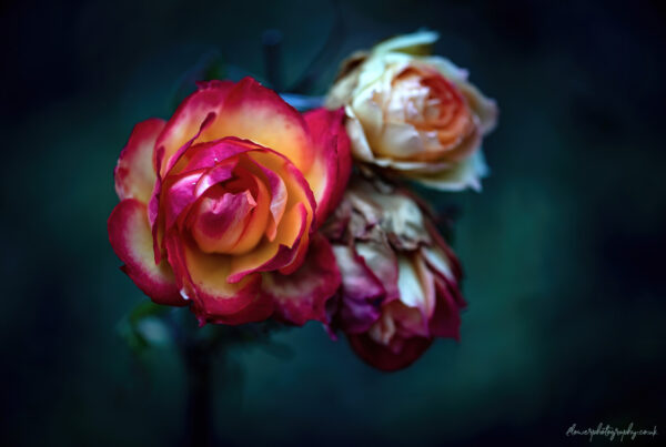 Beautiful wilted garden roses - wall art, prints and canvas