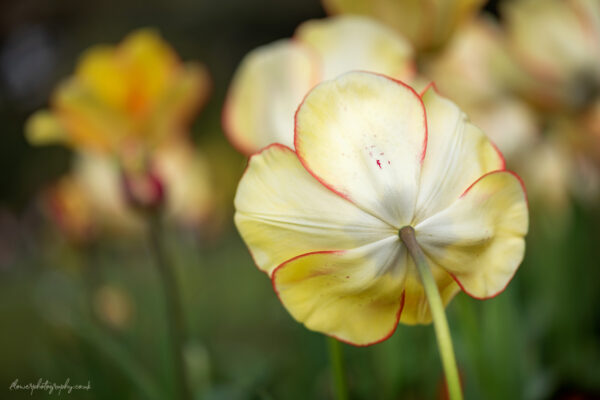 Beautiful soft yellow tulip flower - wall art, prints and canvas